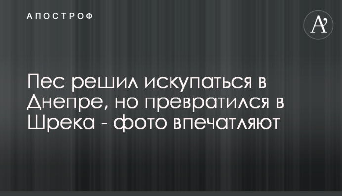 Пес вирішив скупатися в Дніпрі, але перетворився на Шрека - фото вражають