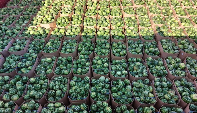 Вкусняшки до свята: до Києва прийшла баржа з 300 тоннами кавунів: фото