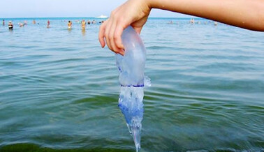 Туристы устроили развлечения с медузами, атакующими Кирилловку: видео