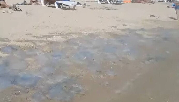 Есть очень большие: туристка сняла на видео новое нашествие медуз в Кирилловке