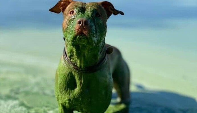 Чому позеленів Дніпро: еколог назвав дві прості причини