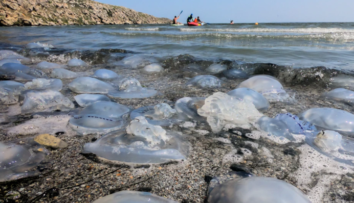 ​Медузы снова атакуют курорты Азовского: фото и пояснение ученого
