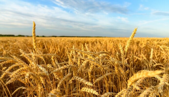 Такого не видели со времен Киевской Руси: Кульбида предсказал рекордный урожай