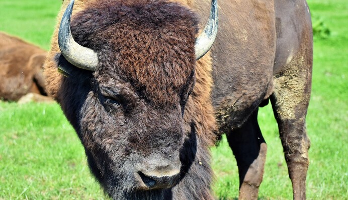 Получил шанс на вторую жизнь: в России буйвол сбежал со скотобойни