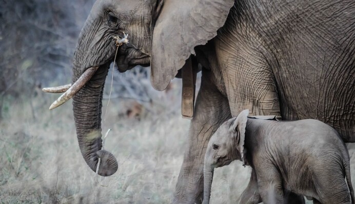 На Шрі-Ланці вперше за 80 років народилися незвичайні слоненята: як вони себе почувають