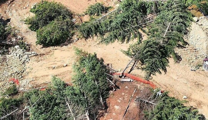 В Крыму за ночь вырубили сотни деревьев в Казачьей бухте: фото