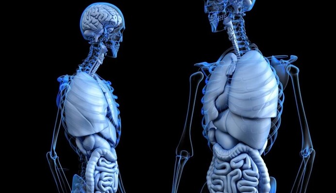 Цікаві факти у цифрах: найбільший орган у тілі людини і найспекотніша точка планети