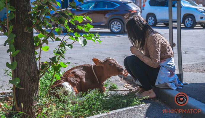 У Дніпрі прогулянка по місту з телям і поросям закінчилася скандалом: фото