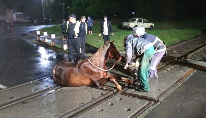 На Волыни лошадь застряла на ж/д переезде - пришлось вызывать спасателей: фото