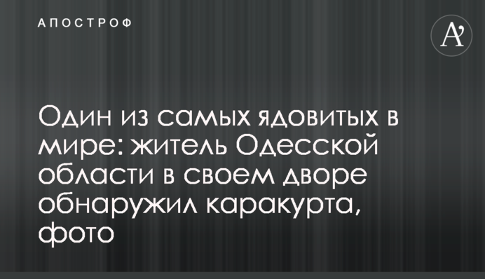 Один из самых ядовитых в мире: житель Одесской области в своем дворе обнаружил каракурта, фото