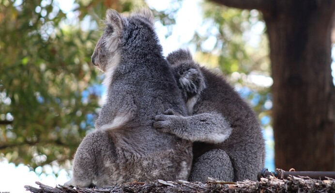 В Австралії зникають одні з наймиліших тварин: вимерла третина популяції