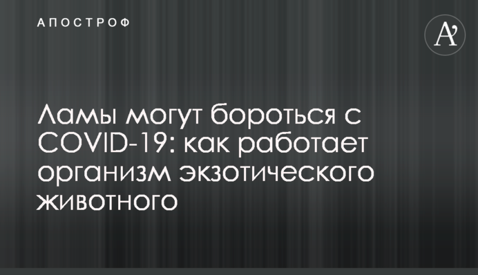 Лами можуть боротися з COVID-19: як працює організм екзотичної тварини
