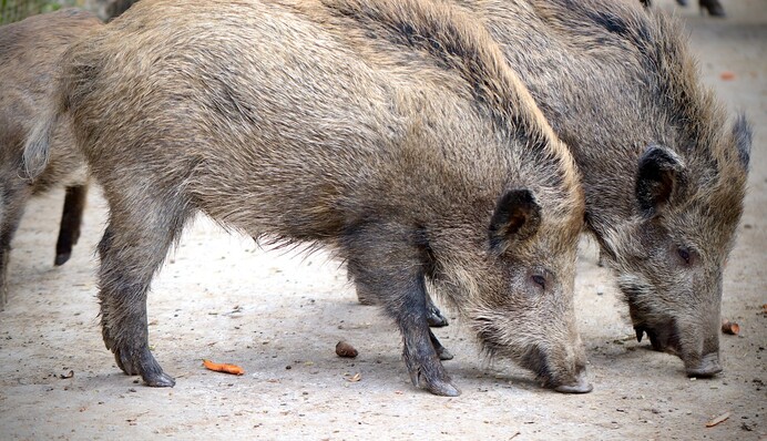 Люди бояться виходити на вулицю: Рим заполонили дикі тварини