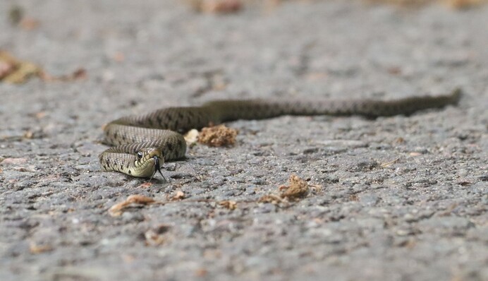 В России фокус со змеей закончился смертью: гадюка оказалась проворнее