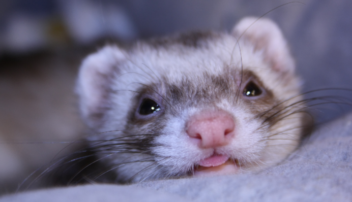 В США первый случай COVID у хорька - его заразил человек