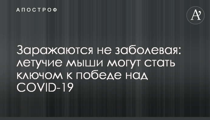 Інфікуються не захворюючись: кажани можуть стати ключем від перемоги над COVID-19