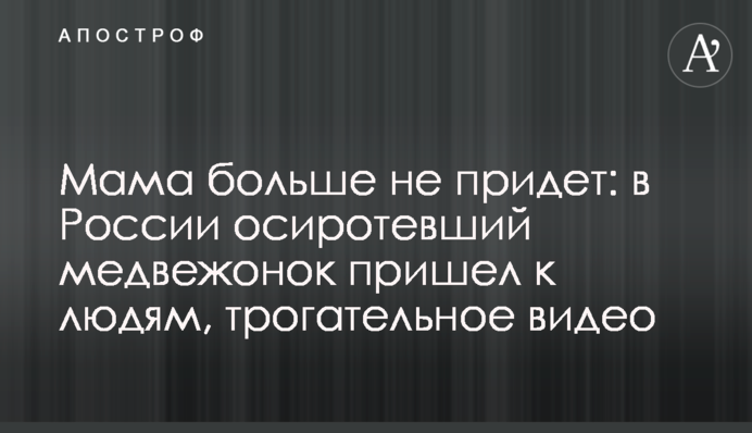 Мама больше не придет: в России осиротевший медвежонок пришел к людям, трогательное видео