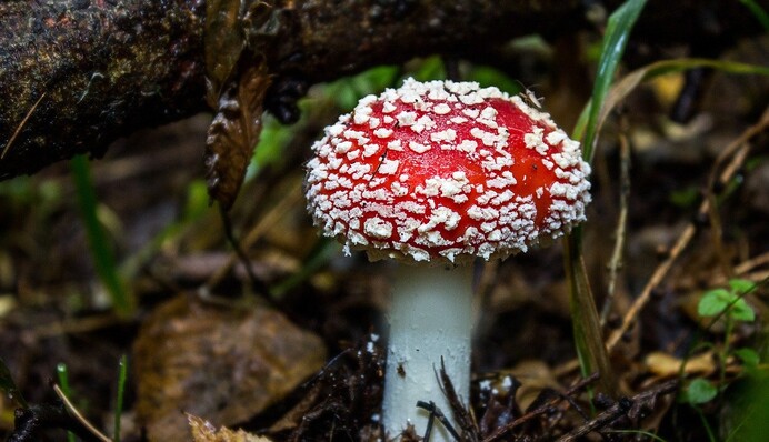 На Закарпатті небезпечна розвага ледь не вбила дівчину: перевіряла міф про гриби