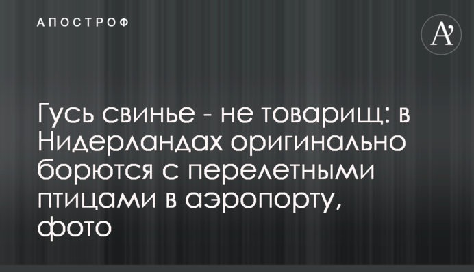 Гусь свинье - не товарищ: в Нидерландах оригинально борются с перелетными птицами в аэропорту, фото