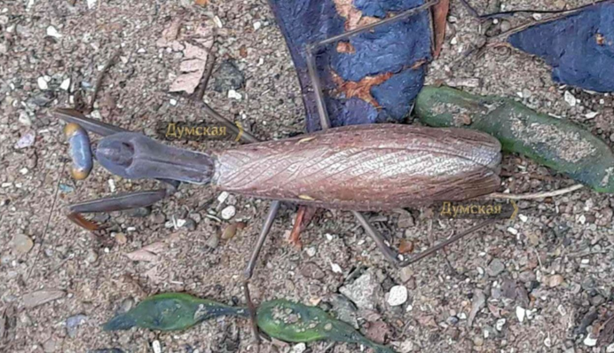 В одеському парку помітили рідкісну для України комаху з Закавказзя: фото