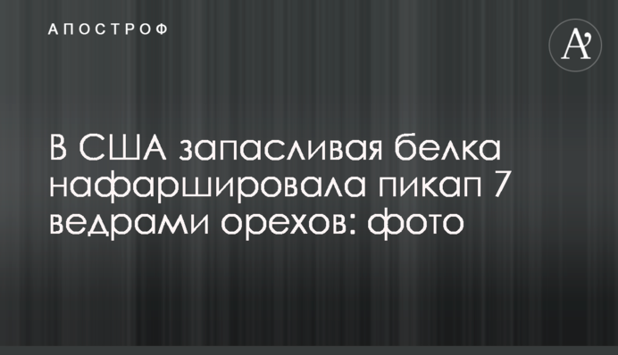 В США запасливая белка нафаршировала пикап 7 ведрами орехов: фото