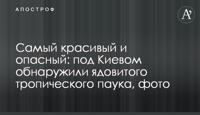 Самый красивый и опасный: под Киевом обнаружили ядовитого тропического паука, фото