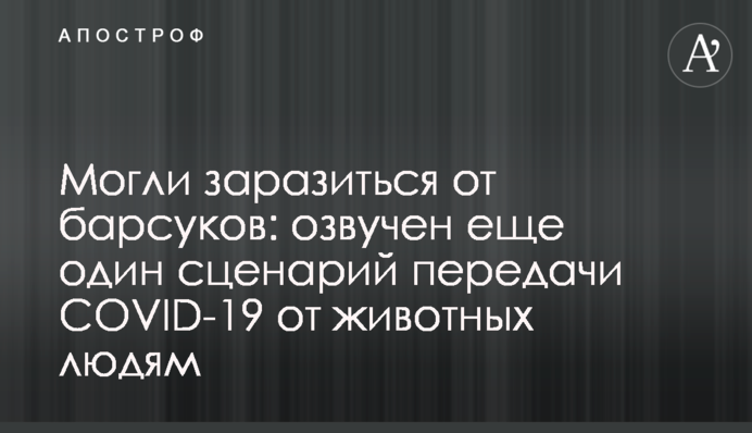 Могли заразитися від борсуків: озвучений ще один сценарій передачі COVID-19 від тварин людям