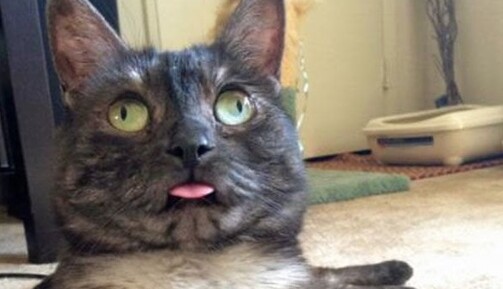 Розумом вони ніколи не блищать - топ-3 тугодума за знаком Зодіаку