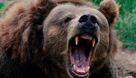 Помстився за смерть друга: російський боксер вбив ведмедя, що на нього напав
