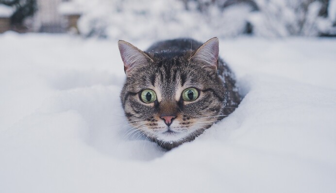 Будут в Украине ли морозы и снег на новогодние праздники: прогноз климатолога