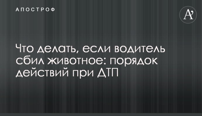 Що робити, якщо водій збив тварину: порядок дій під час ДТП
