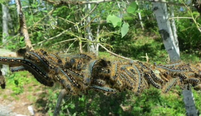 Коровы вне подозрения: ученые нашли нового виновника парникового эффекта