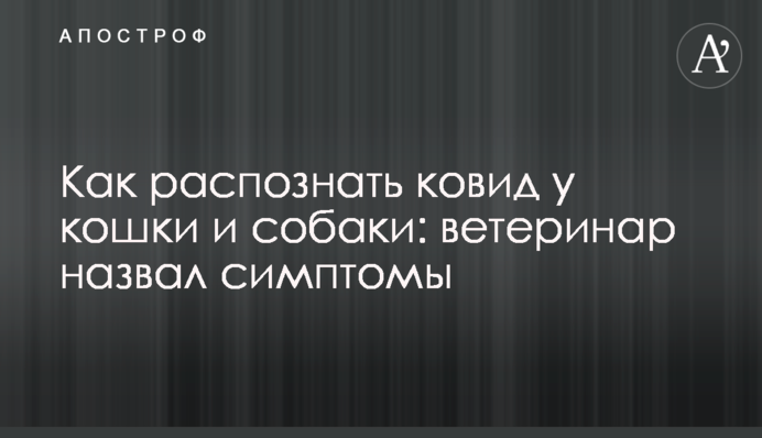 Як розпізнати ковид у кішки та собаки: ветеринар назвав симптоми