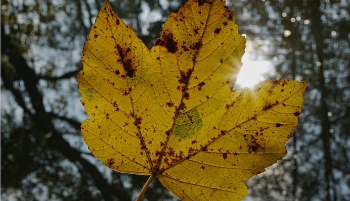 Субота подарує українцям сонце, але не скрізь: де чекати на негоду 6 листопада