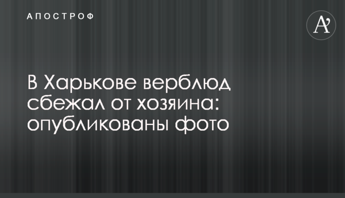 У Харкові верблюд втік від господаря: опубліковано фото