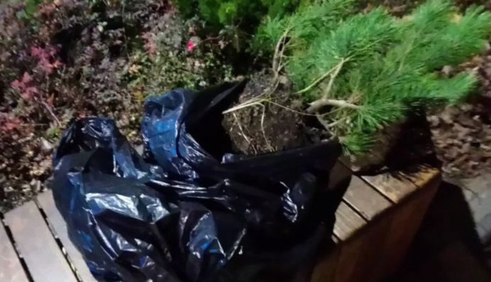 Викопали рослини: у Києві затримали злодійок із незвичайним 