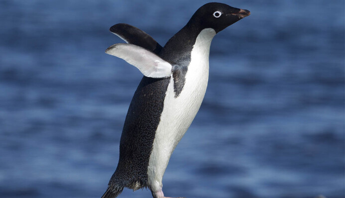 Климат меняется? Антарктического пингвина занесло в Новую Зеландию