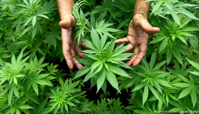 Вчені з'ясували, чому канабіс має 