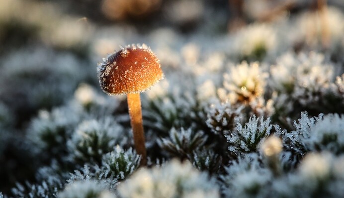 В Україну йдуть дві хвилі похолодання: синоптик розповіла про погодні 