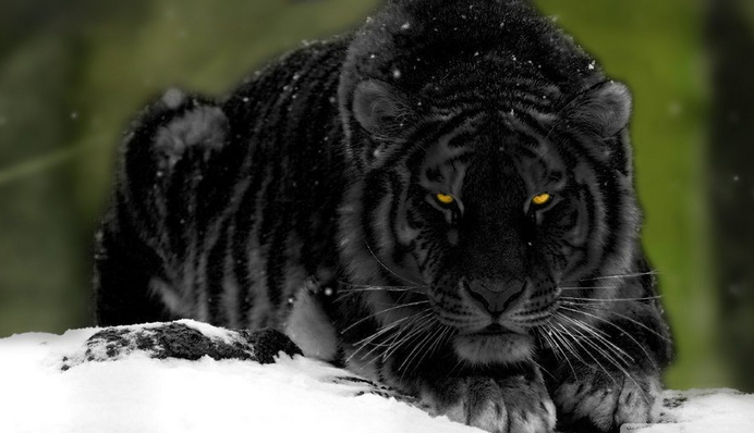 Черный Тигр поможет не всем: как привлечь удачу и деньги в 2022 году