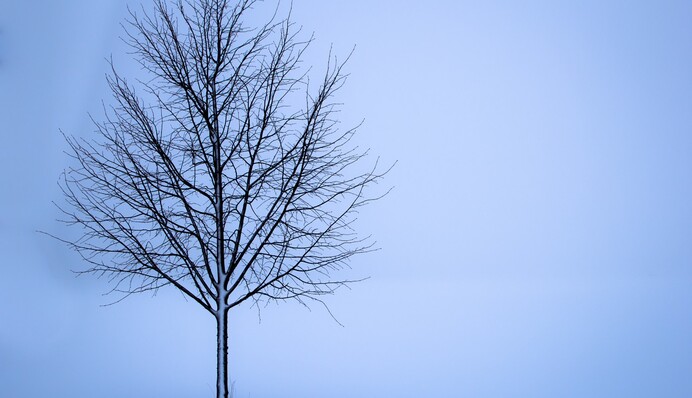 Без снігу, але з морозами та дощами: прогноз погоди в Україні до кінця тижня