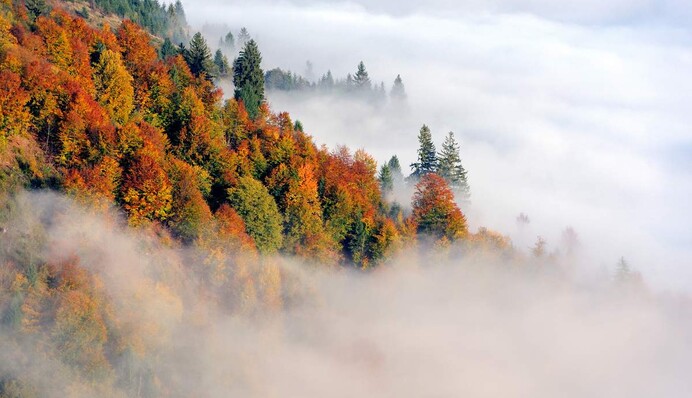 Туман і не тільки: які небезпечні погодні явища насуваються на Україну