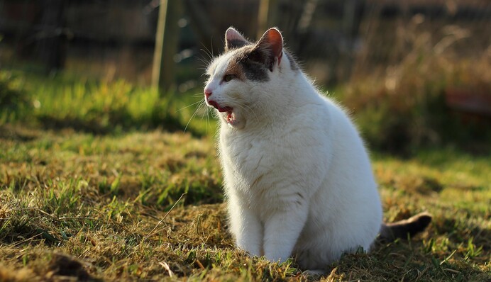 В Україну йде коротке 