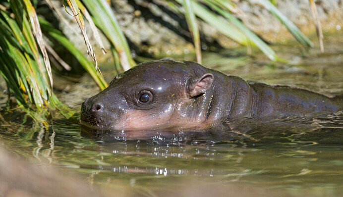В дикой природе им грозит вымирание: в зоопарке Сиднея родился редкий карликовый бегемот