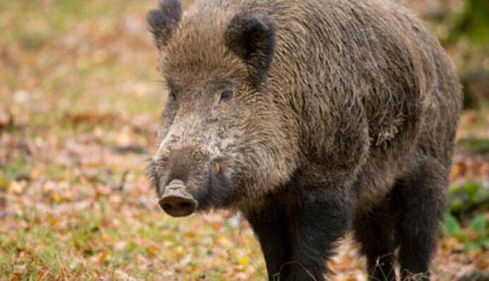 По ​Запоріжжю розгулює дикий кабан: відео