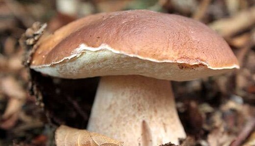 ​Українка знайшла у грудні гриб-гігант і показала фото 