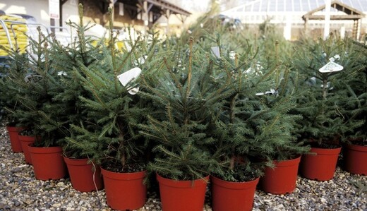 Штраф или законная покупка: как сэкономить на елке к Новому году