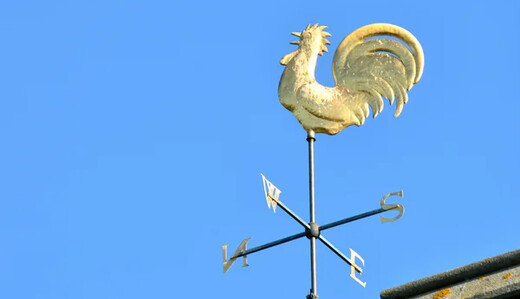 Чи може півень передбачити погоду: синоптики дали несподівану відповідь