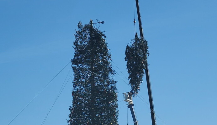 Самую высокую в мире рождественскую елку ветер укоротил на 8 метров: фото и видео