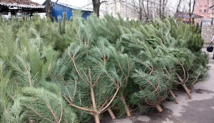 Елочные ярмарки в Киеве: как проверить сертификацию дерева и сколько стоят новогодние красавицы